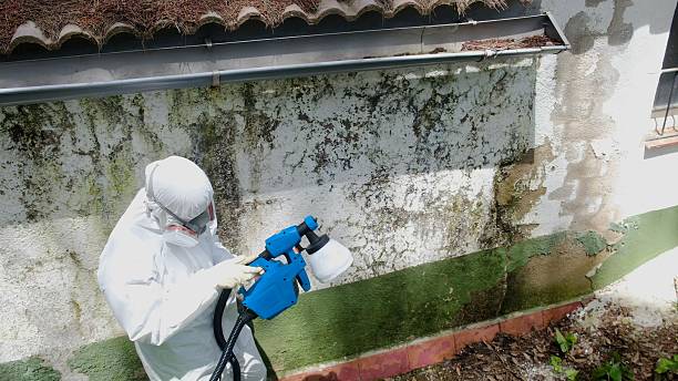 Trusted Mold Remediation service in Havre de Grace, MD - Cheap Mold Removal